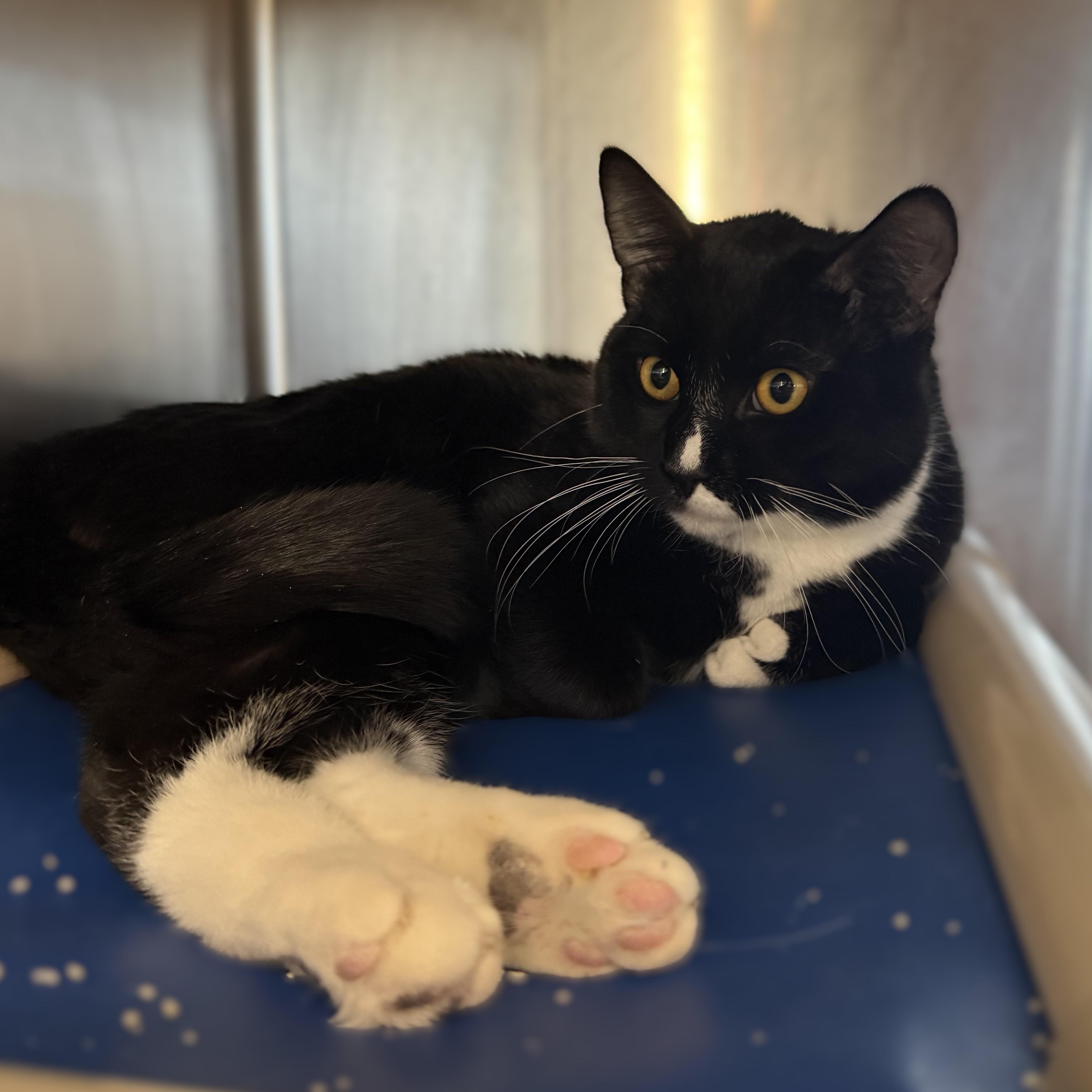 Enlarge BamBam, a ADOPTABLE Domestic Short Hair in La Crescent, MN image 2/6