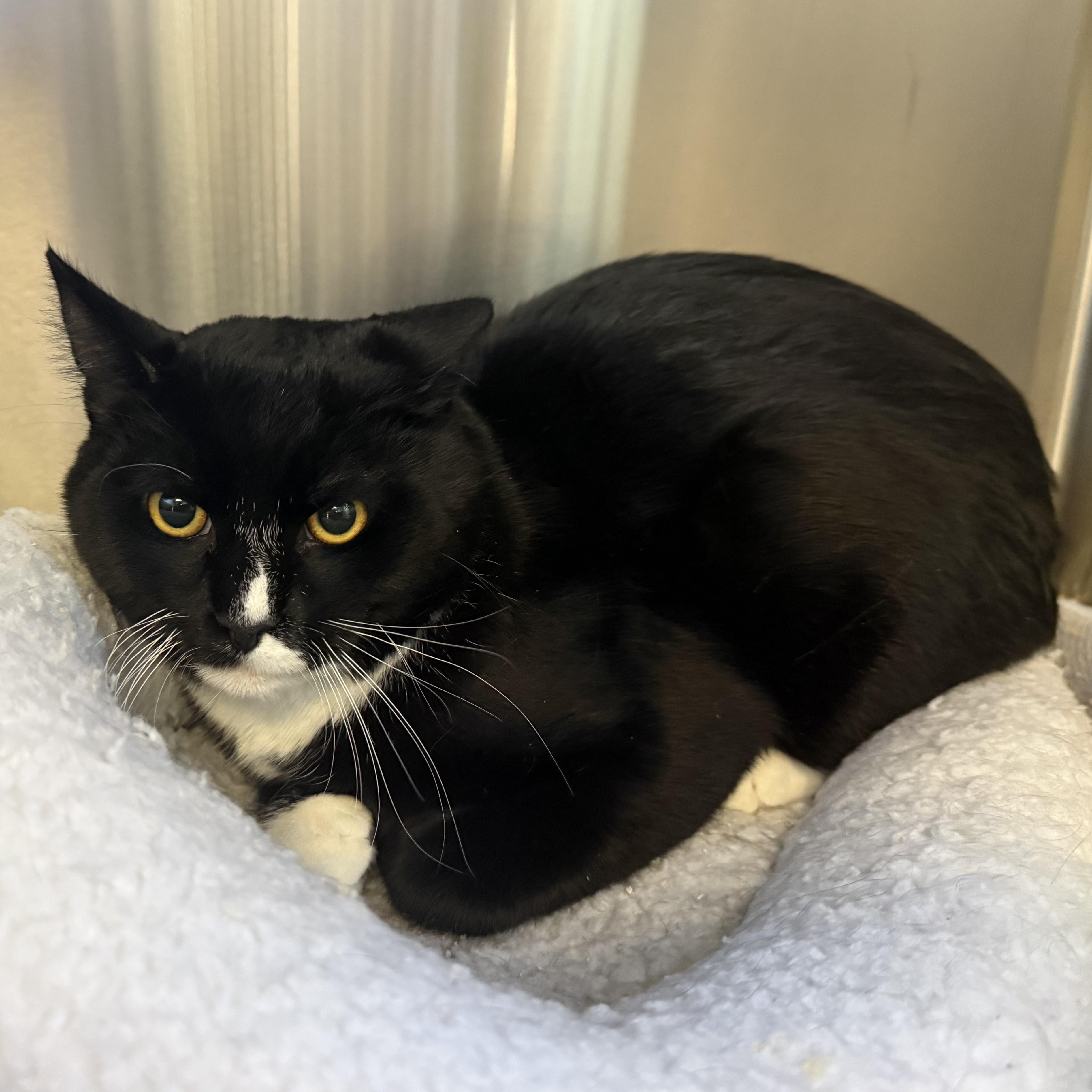 Enlarge BamBam, a ADOPTABLE Domestic Short Hair in La Crescent, MN image 3/6