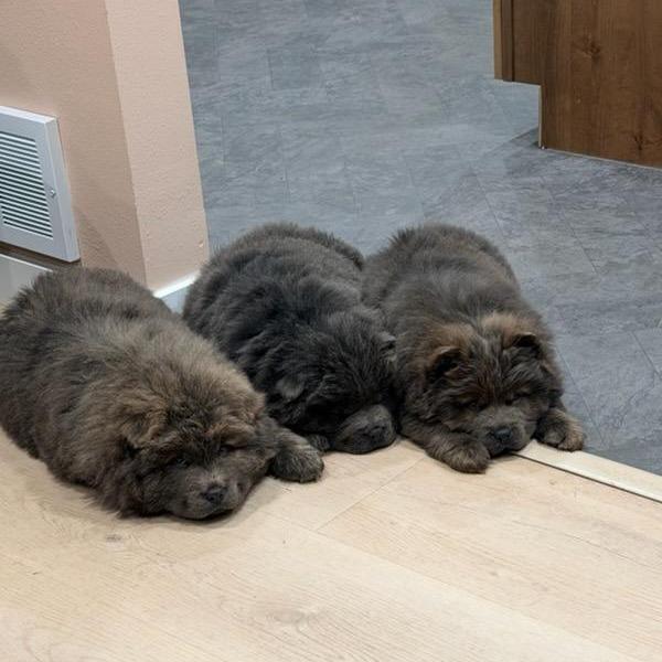 Polie, Adoptable, Puppy Female Chow Chow.