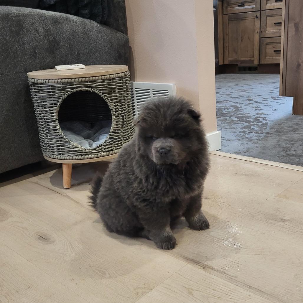 Enlarge Polie, a Adoptable Chow Chow in Fargo, ND image 2/4