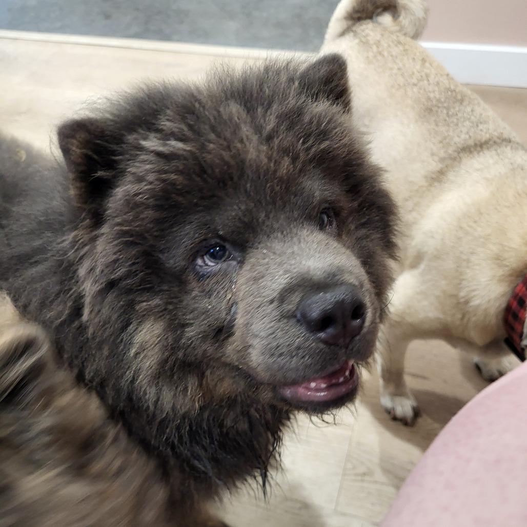 Enlarge Polie, a Adoptable Chow Chow in Fargo, ND image 1/6