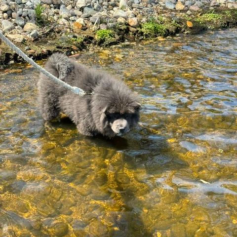 Enlarge Polie, a Adoptable Chow Chow in Fargo, ND image 2/6