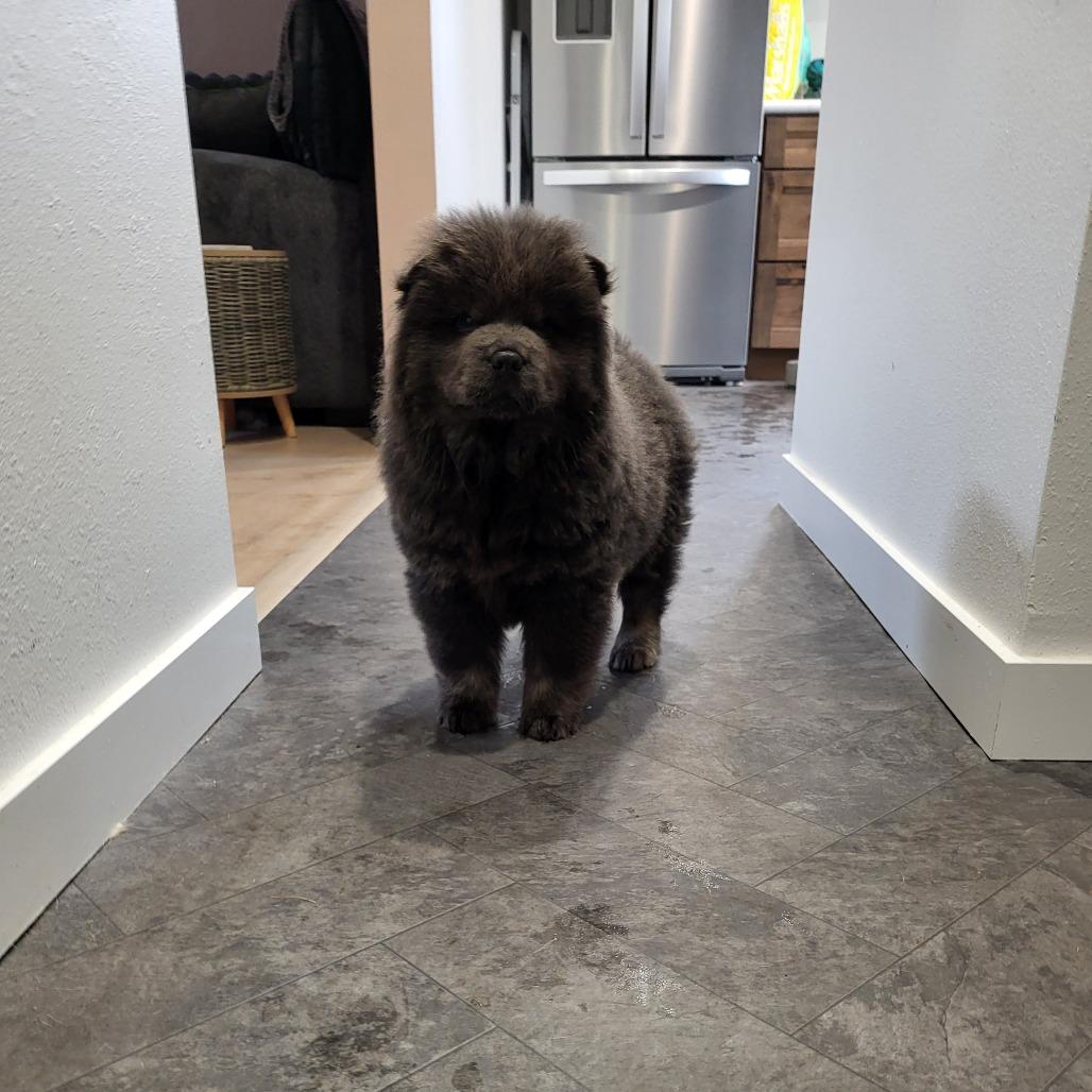 Enlarge Polie, a Adoptable Chow Chow in Fargo, ND image 3/4