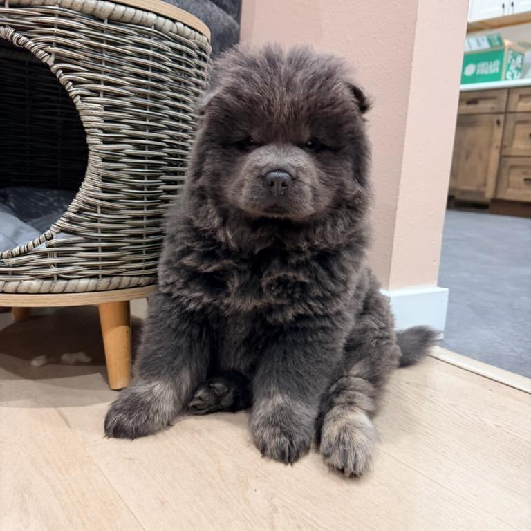 Polie, Adoptable, Puppy Female Chow Chow.