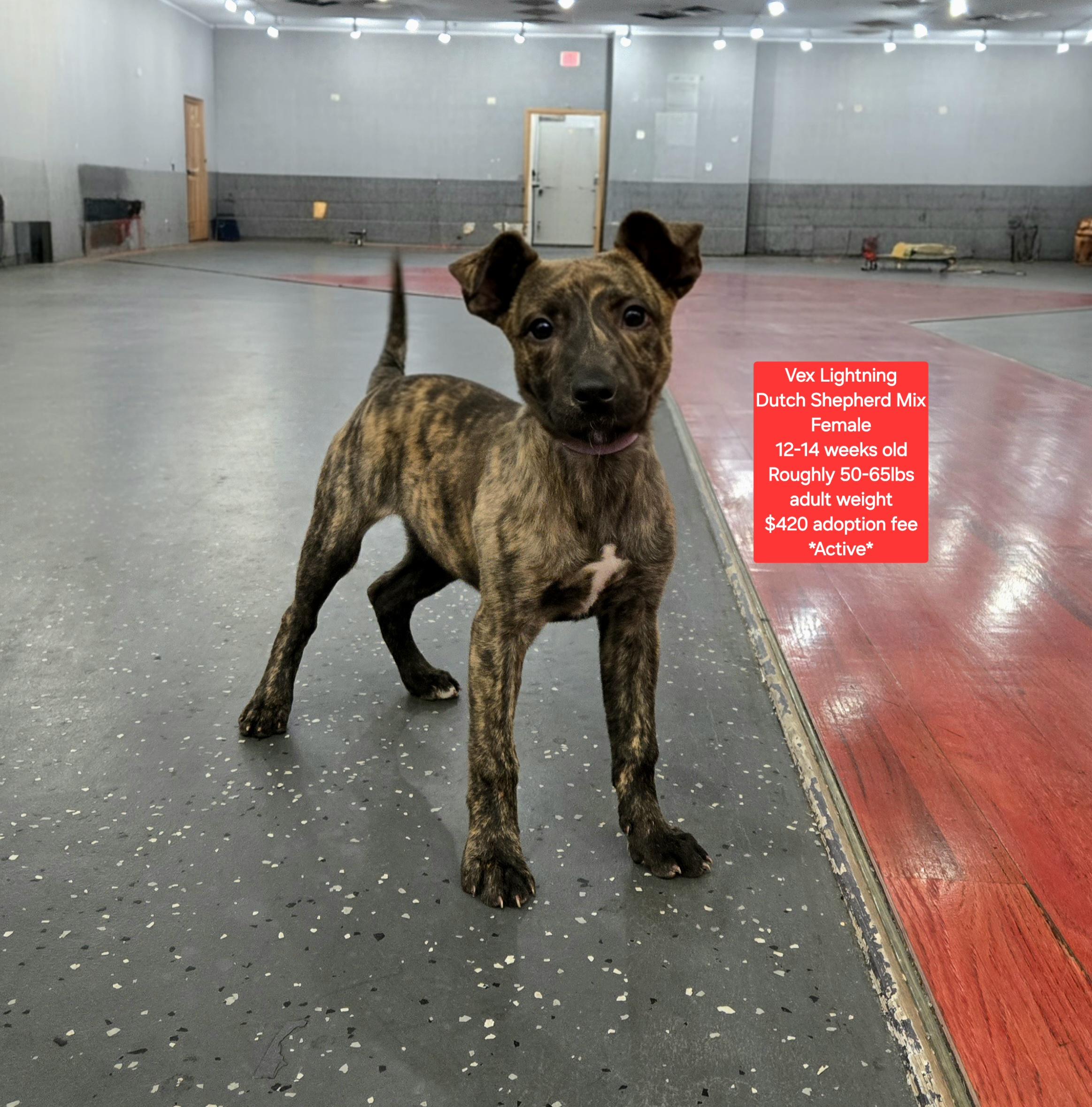 Enlarge Vex Lightning, a ADOPTABLE mixed breed in Oviedo, FL image 1/2