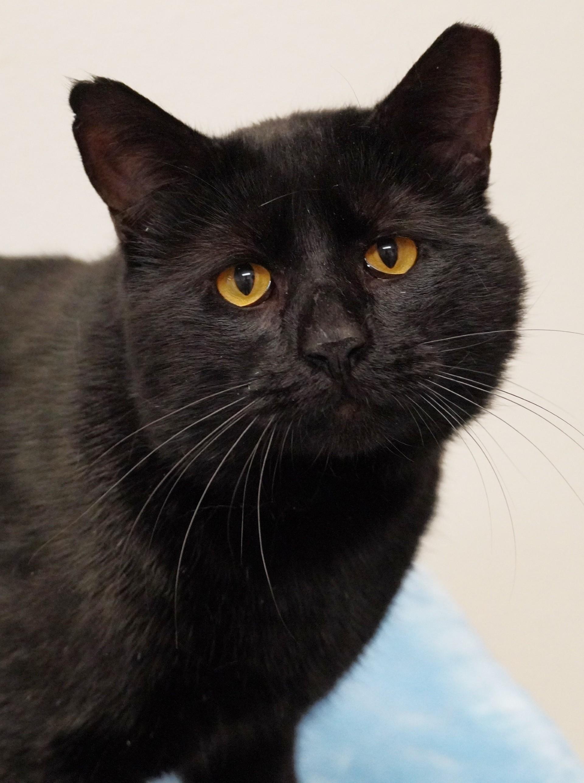 Beauregard, an adoptable Domestic Short Hair in Grants Pass, OR image 2/3