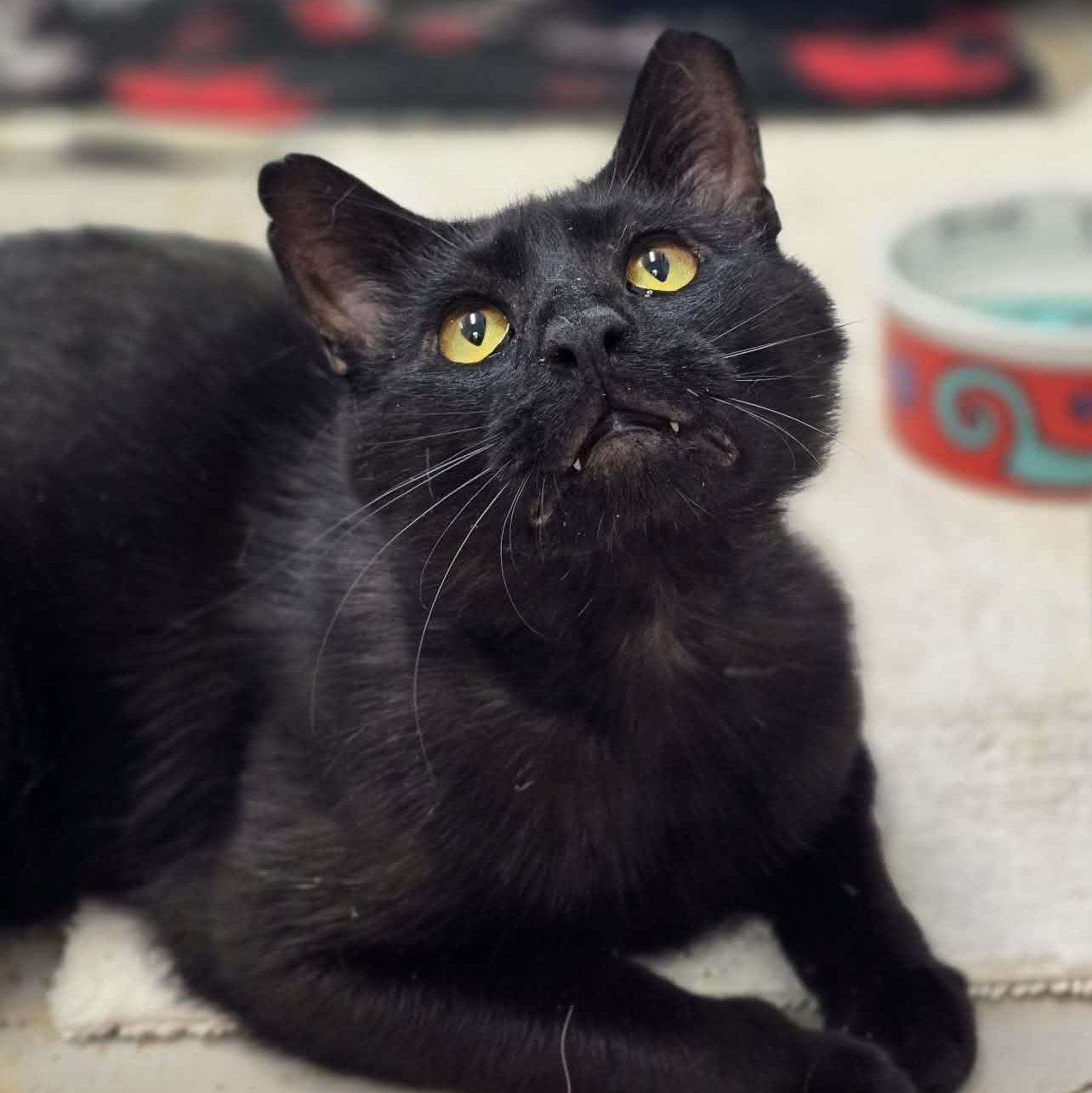 Beauregard, an adoptable Domestic Short Hair in Grants Pass, OR image 1/3