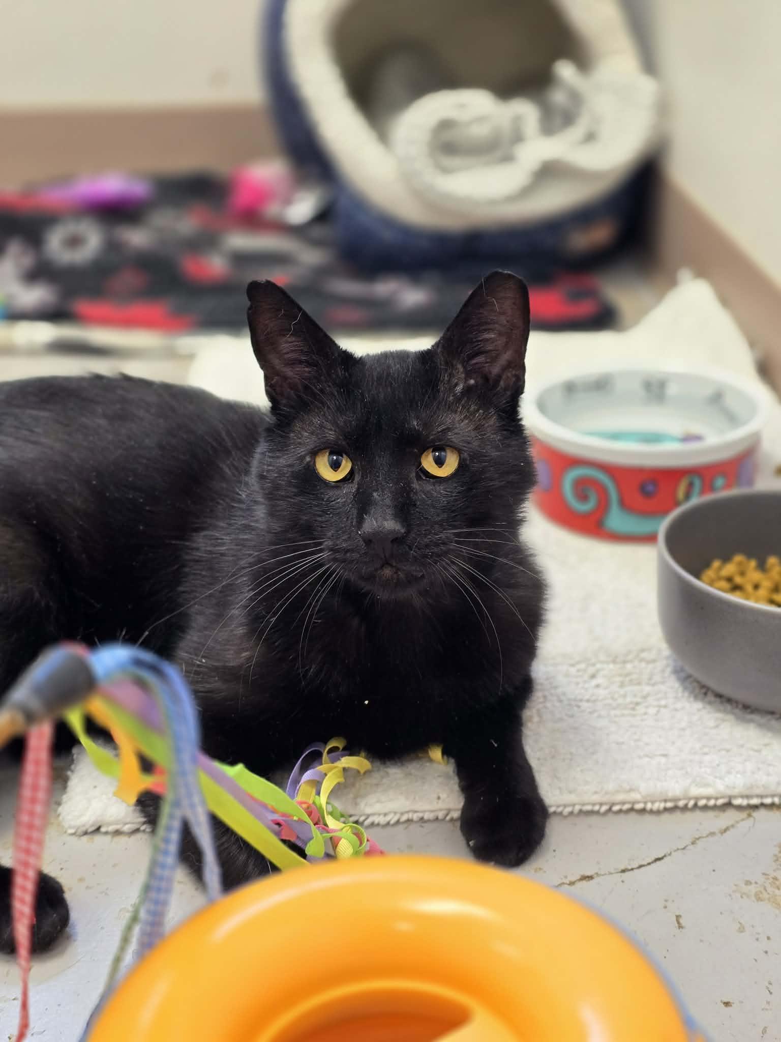 Beauregard, an adoptable Domestic Short Hair in Grants Pass, OR image 3/3