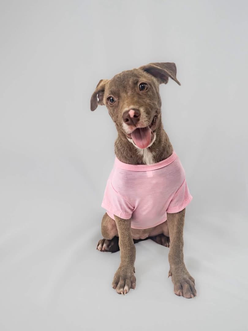 Enlarge Ellie, a Adoptable mixed breed in Griswold, CT image 4/5