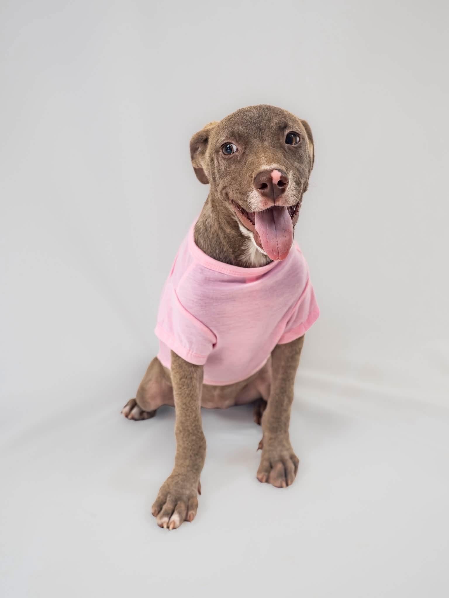 Enlarge Ellie, a Adoptable mixed breed in Griswold, CT image 3/5