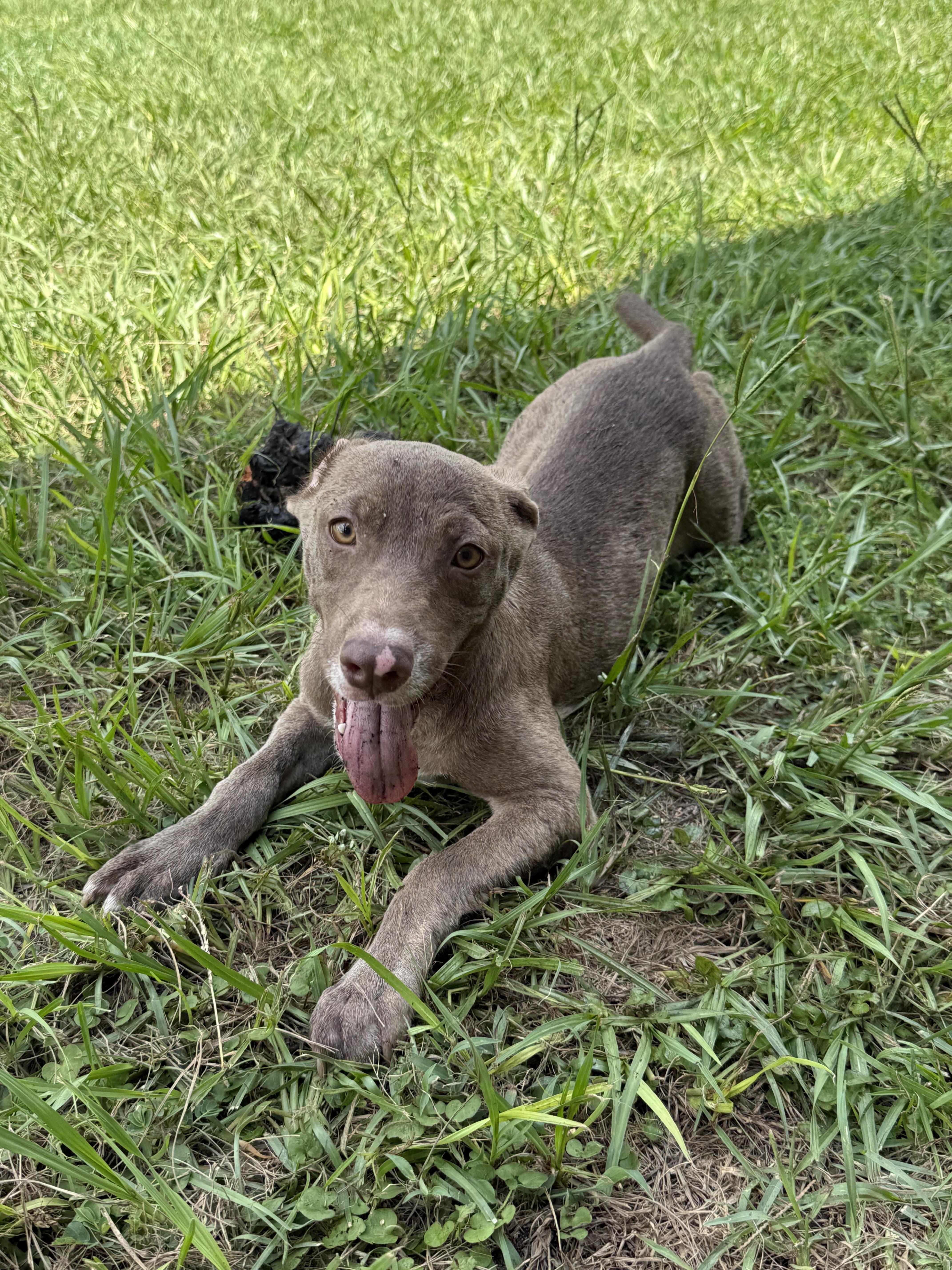 Enlarge Ellie, a Adoptable mixed breed in Griswold, CT image 2/5