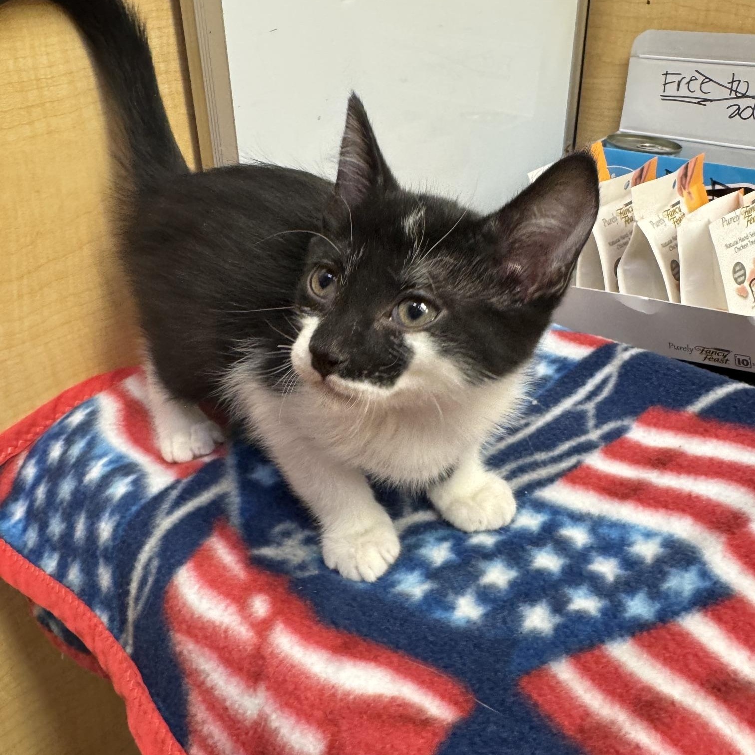 Per, a ADOPTABLE mixed breed in Albuquerque, NM image 4/5