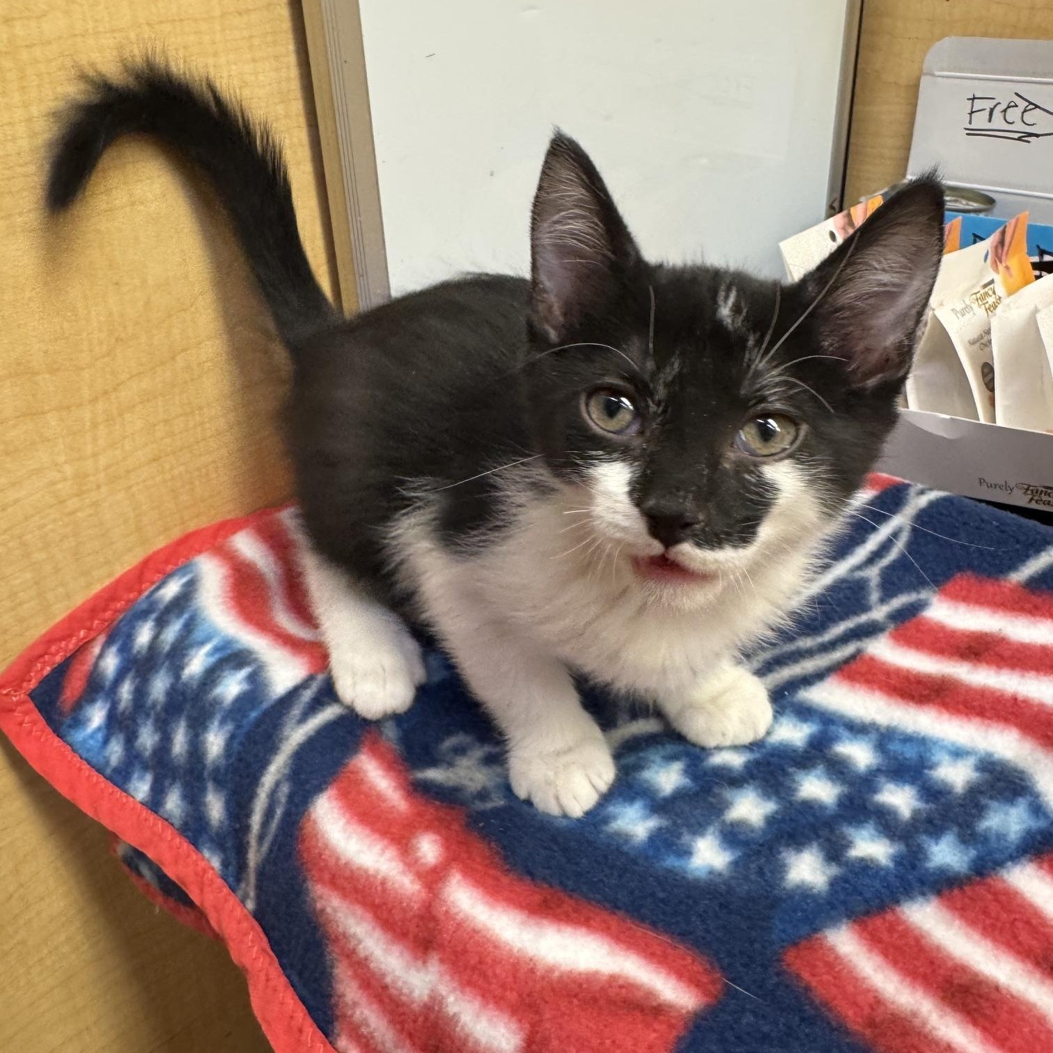 Per, a ADOPTABLE mixed breed in Albuquerque, NM image 2/5