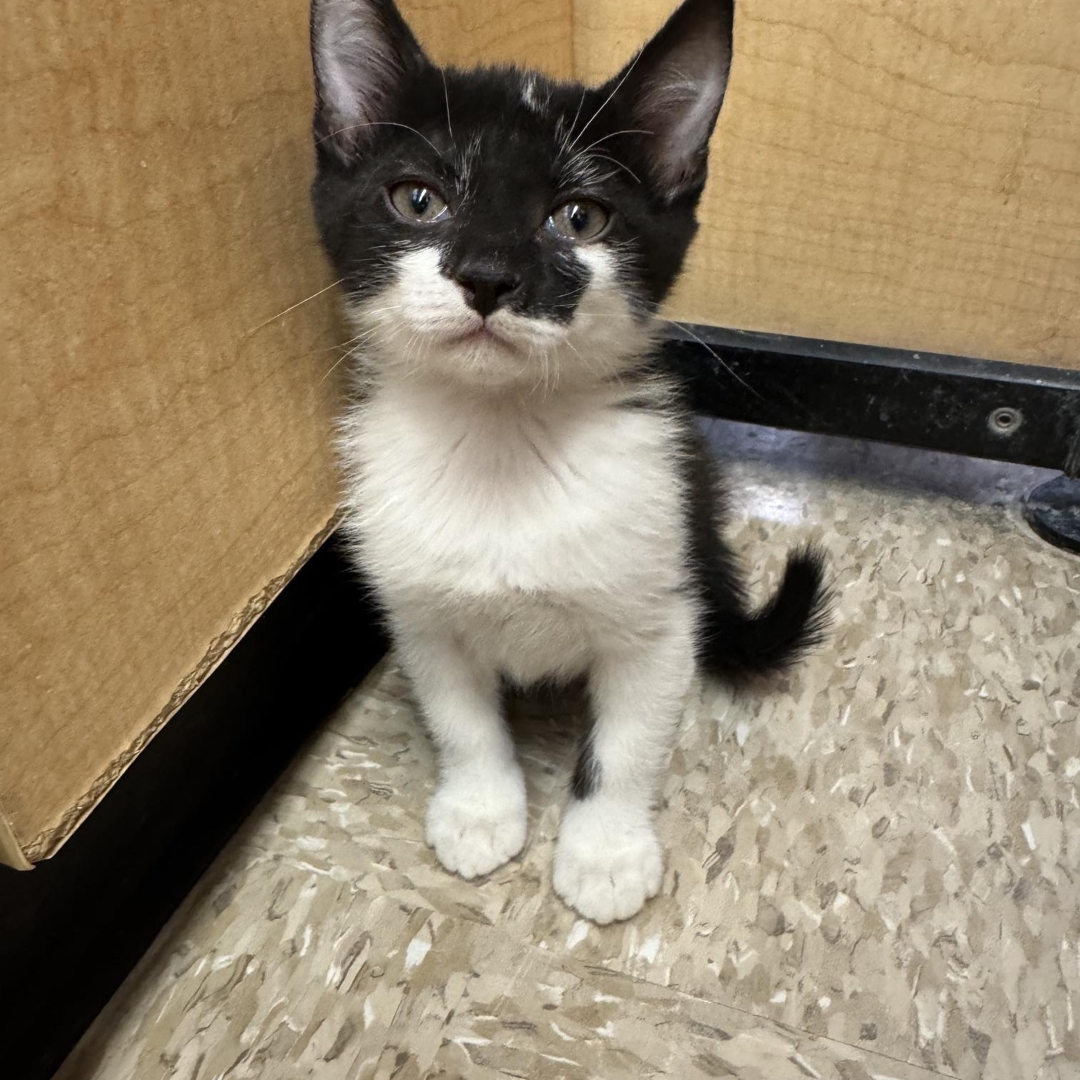 Per, a ADOPTABLE mixed breed in Albuquerque, NM image 3/5