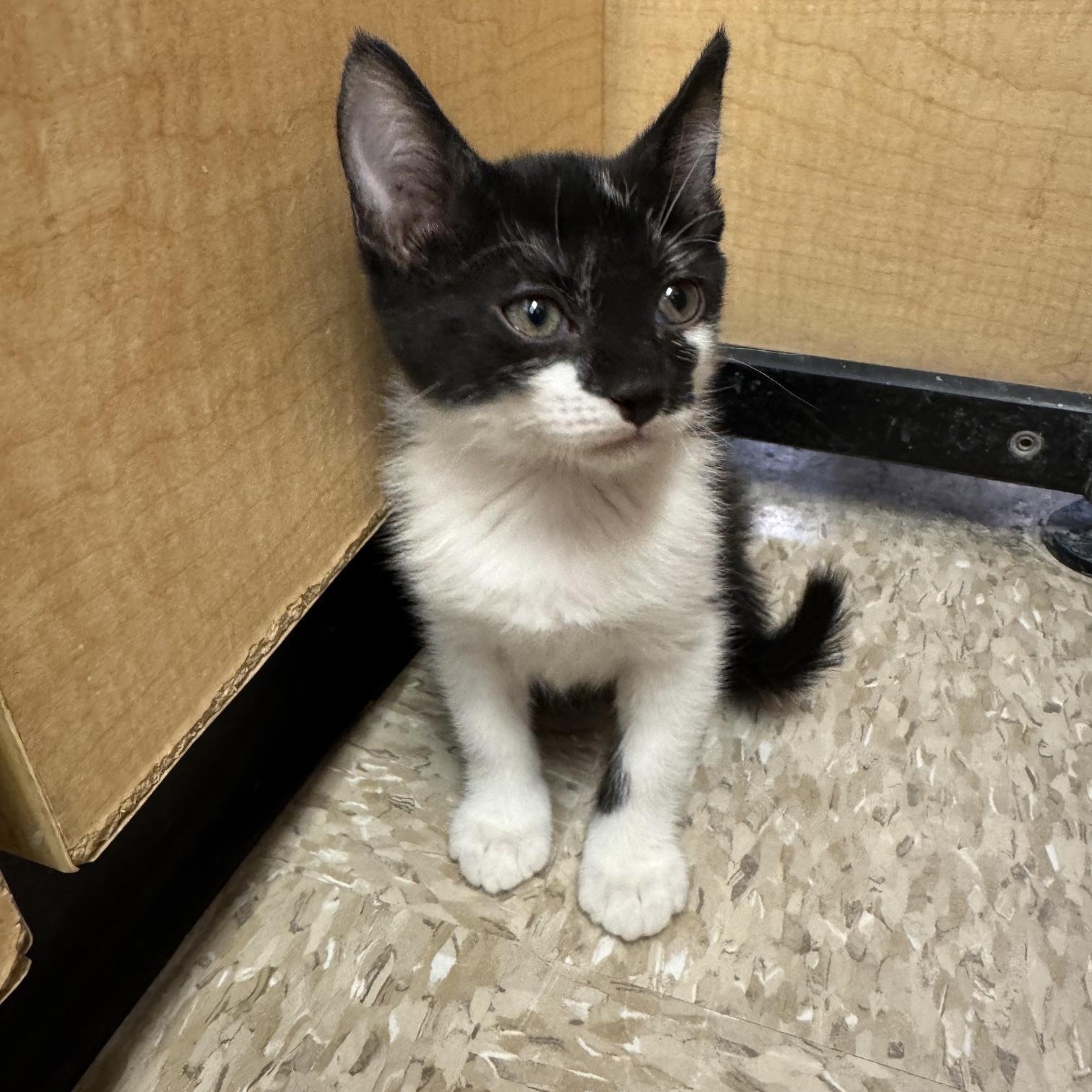 Per, a ADOPTABLE mixed breed in Albuquerque, NM image 5/5