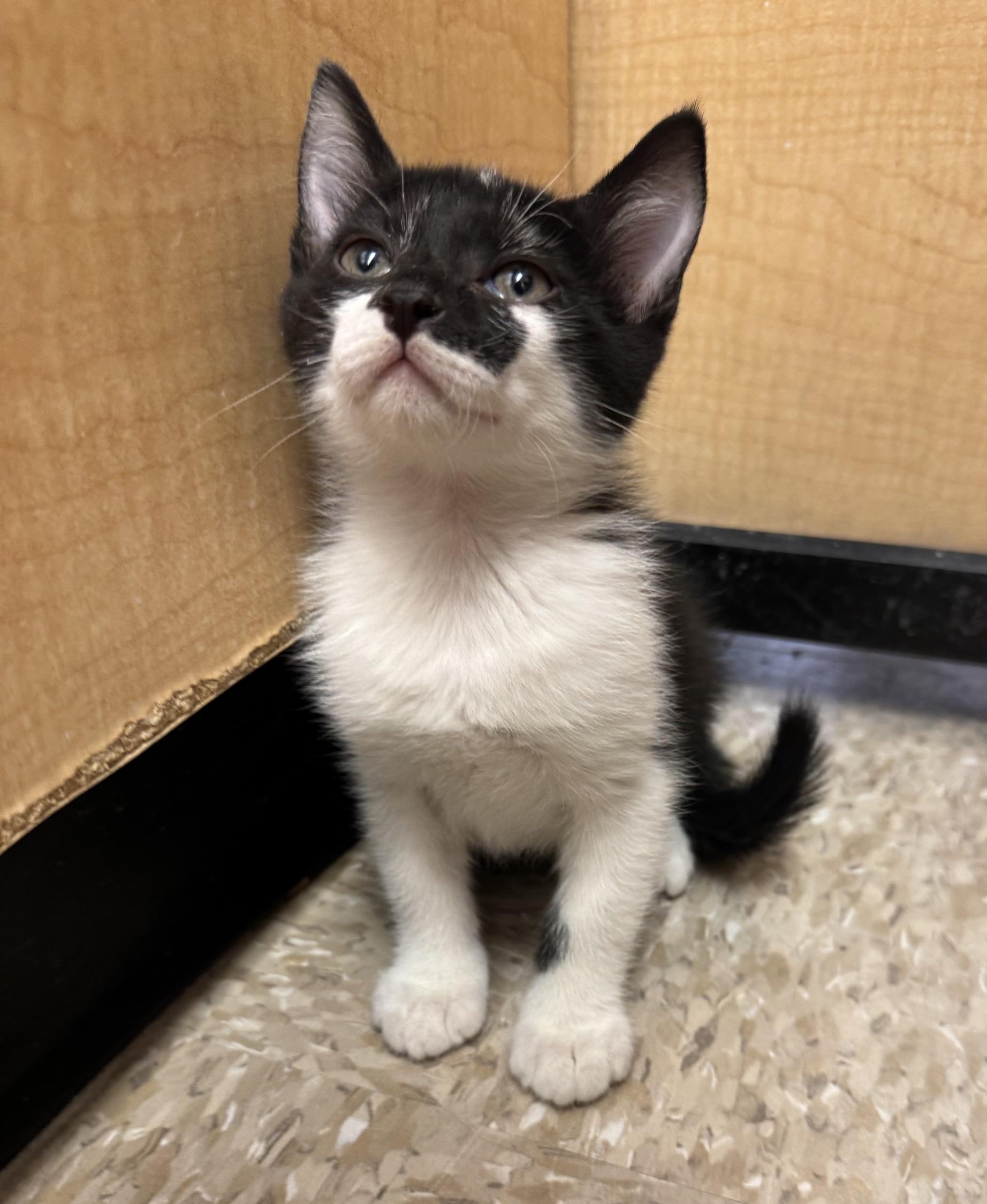 Per, a ADOPTABLE mixed breed in Albuquerque, NM image 1/5