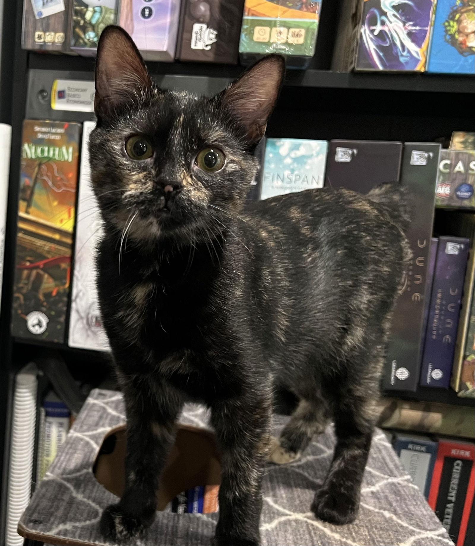 Enlarge Matilda - KITTEN in foster, a Adoptable Domestic Short Hair in Alexandria, VA image 1/3