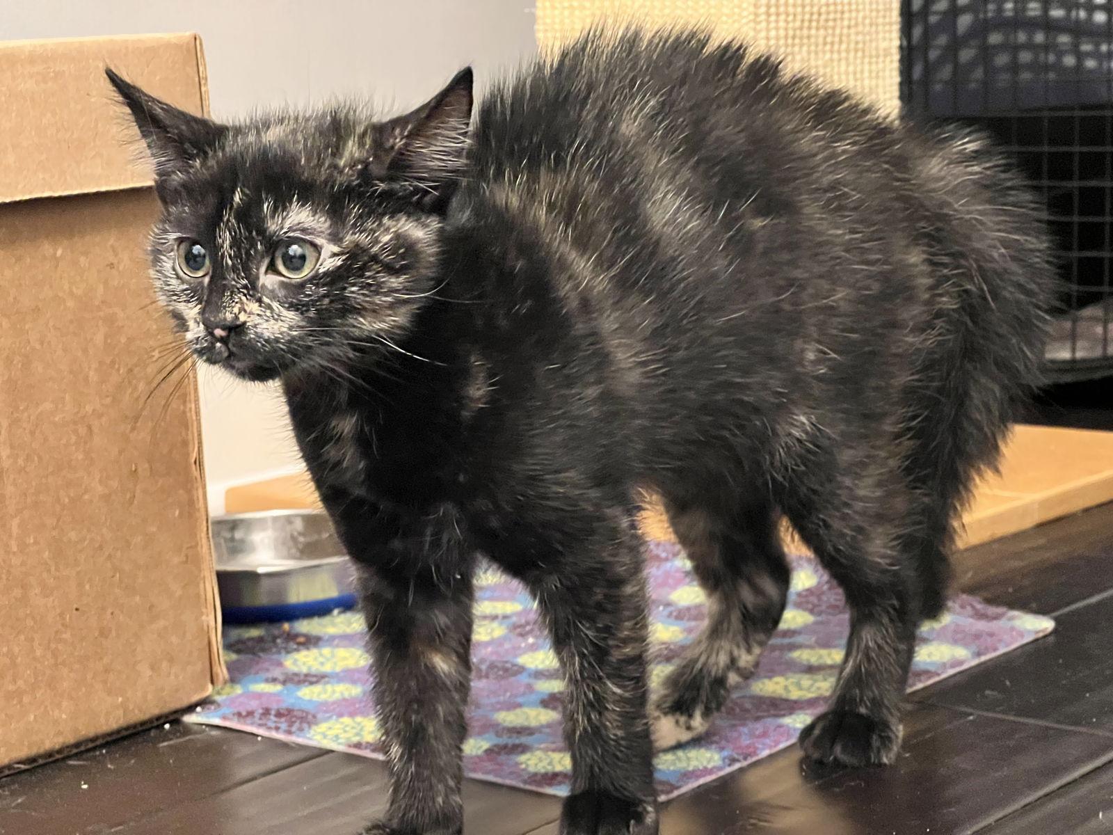 Enlarge Matilda - KITTEN in foster, a Adoptable Domestic Short Hair in Alexandria, VA image 2/3