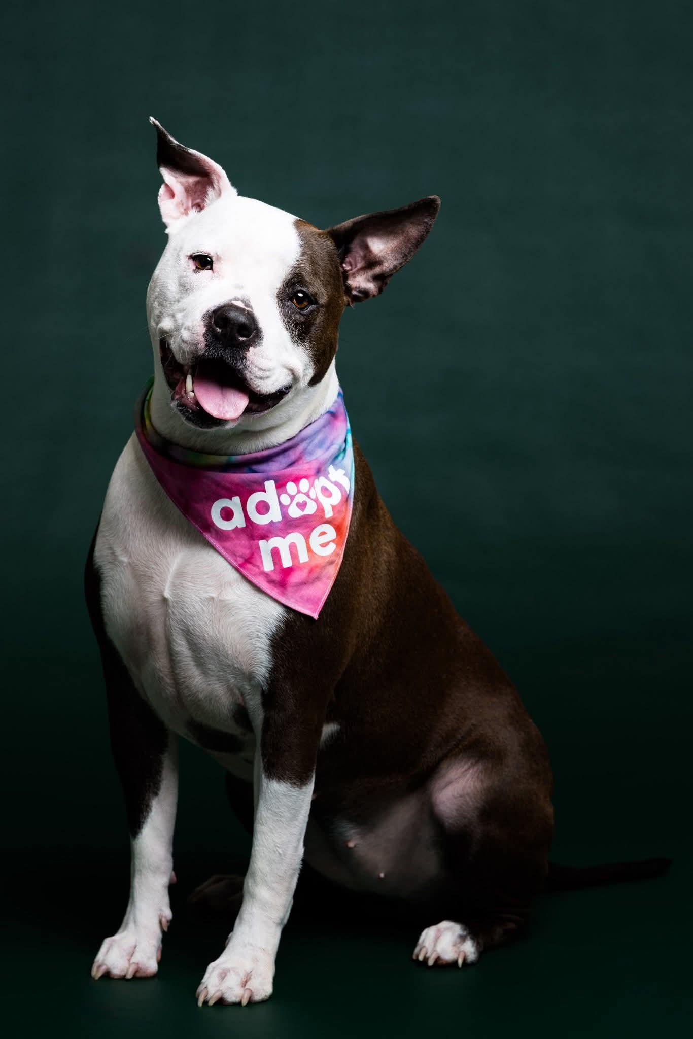 YEMEN, Adoptable, Adult Female Pit Bull Terrier & Mixed Breed.