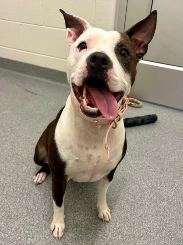 YEMEN, Adoptable, Adult Female Pit Bull Terrier & Mixed Breed.