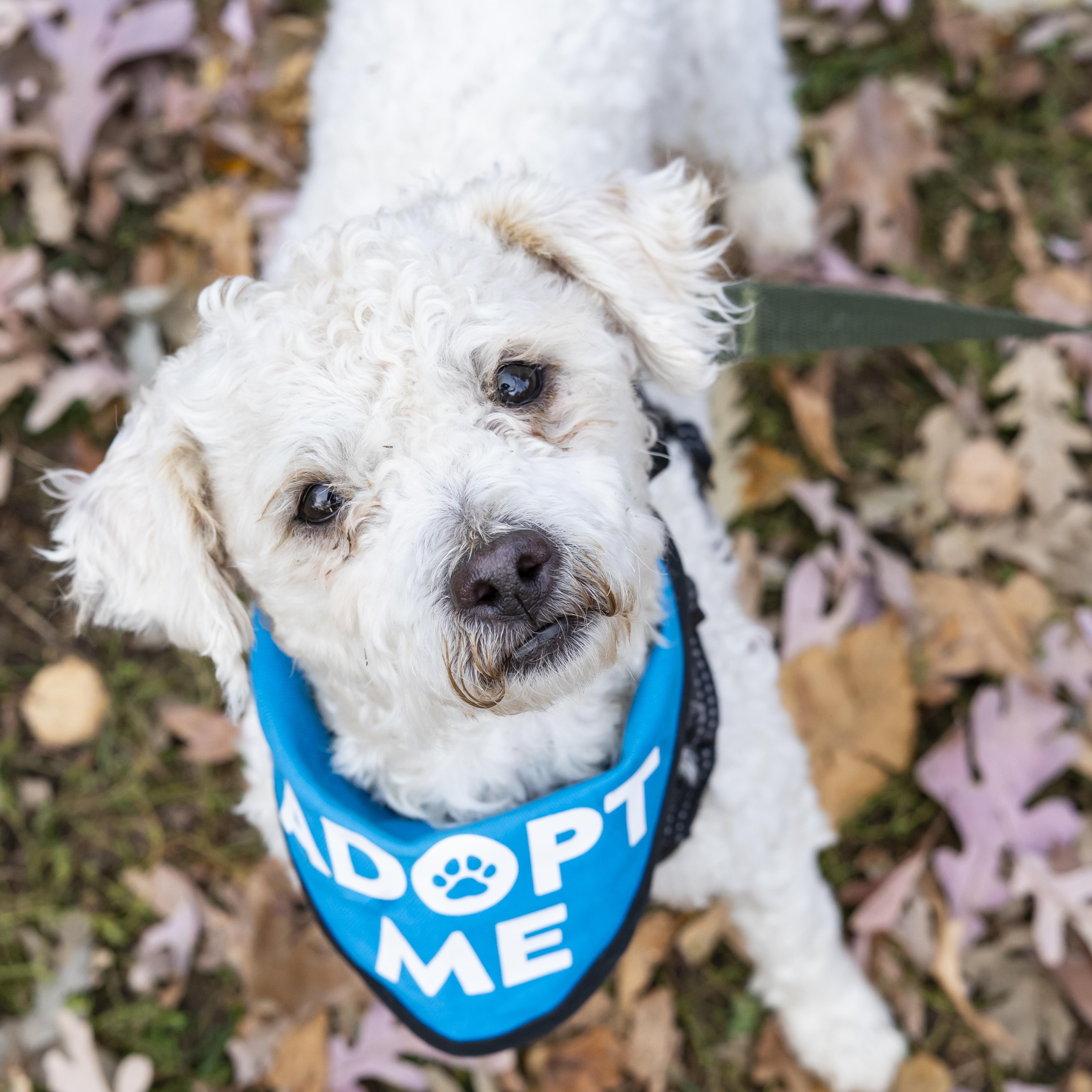 Enlarge AJ, a Adoptable Bichon Frise in Brooklyn, NY image 1/2