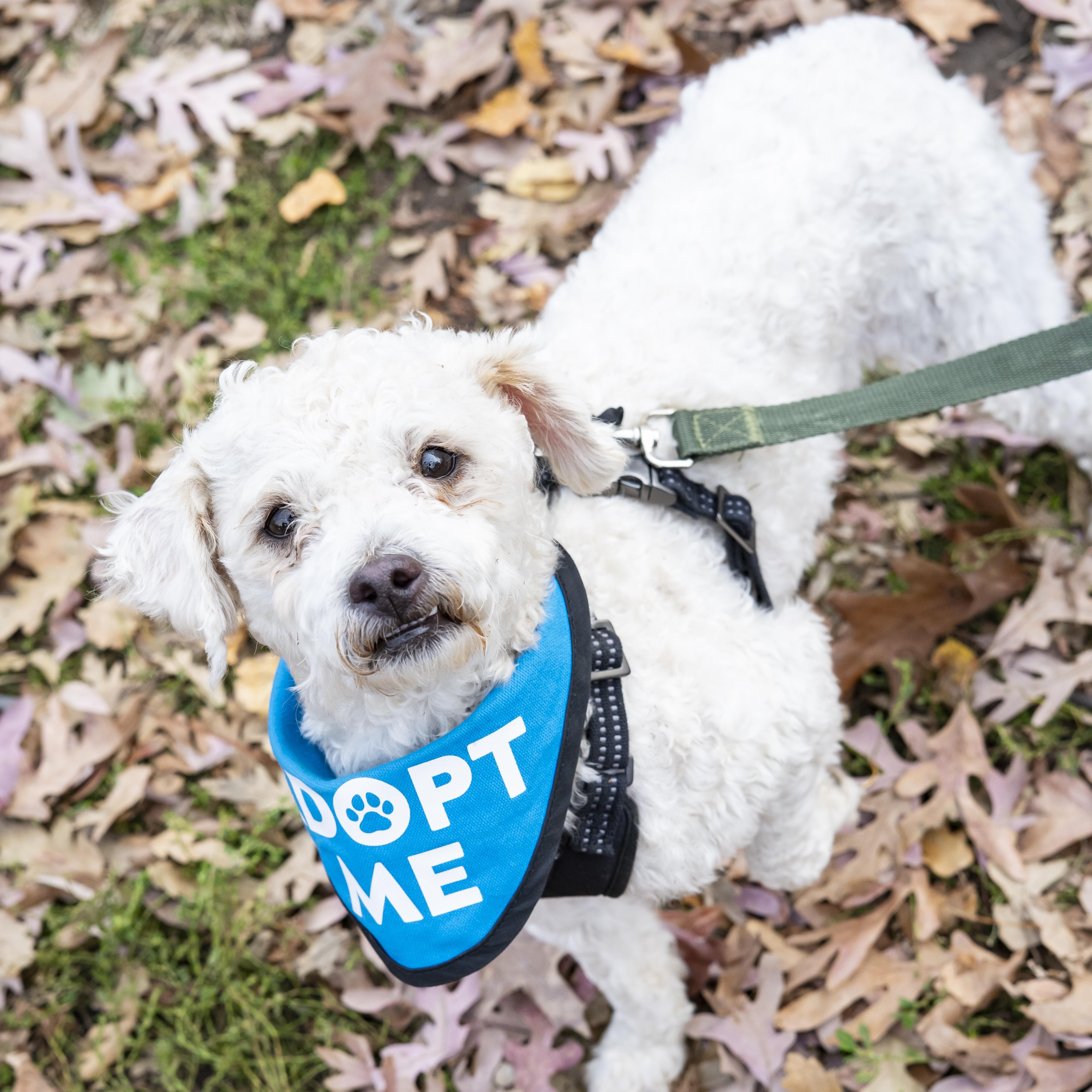 Enlarge AJ, a Adoptable Bichon Frise in Brooklyn, NY image 2/2