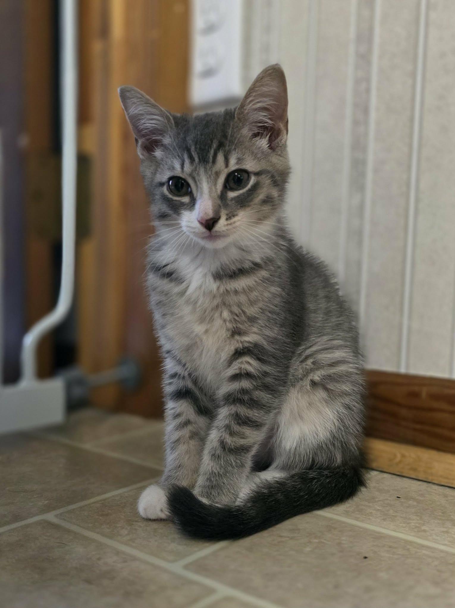 Ian, adopted, Kitten Male Domestic Short Hair & Tabby.