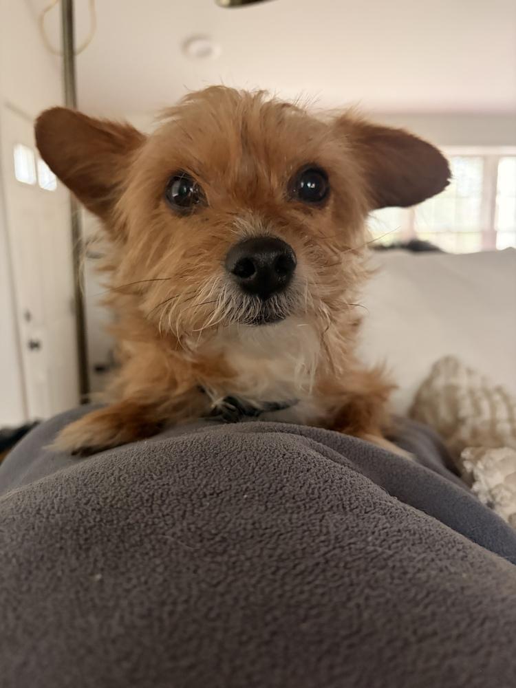 Enlarge Ferito, a Adoptable mixed breed in Groveland, MA image 1/3