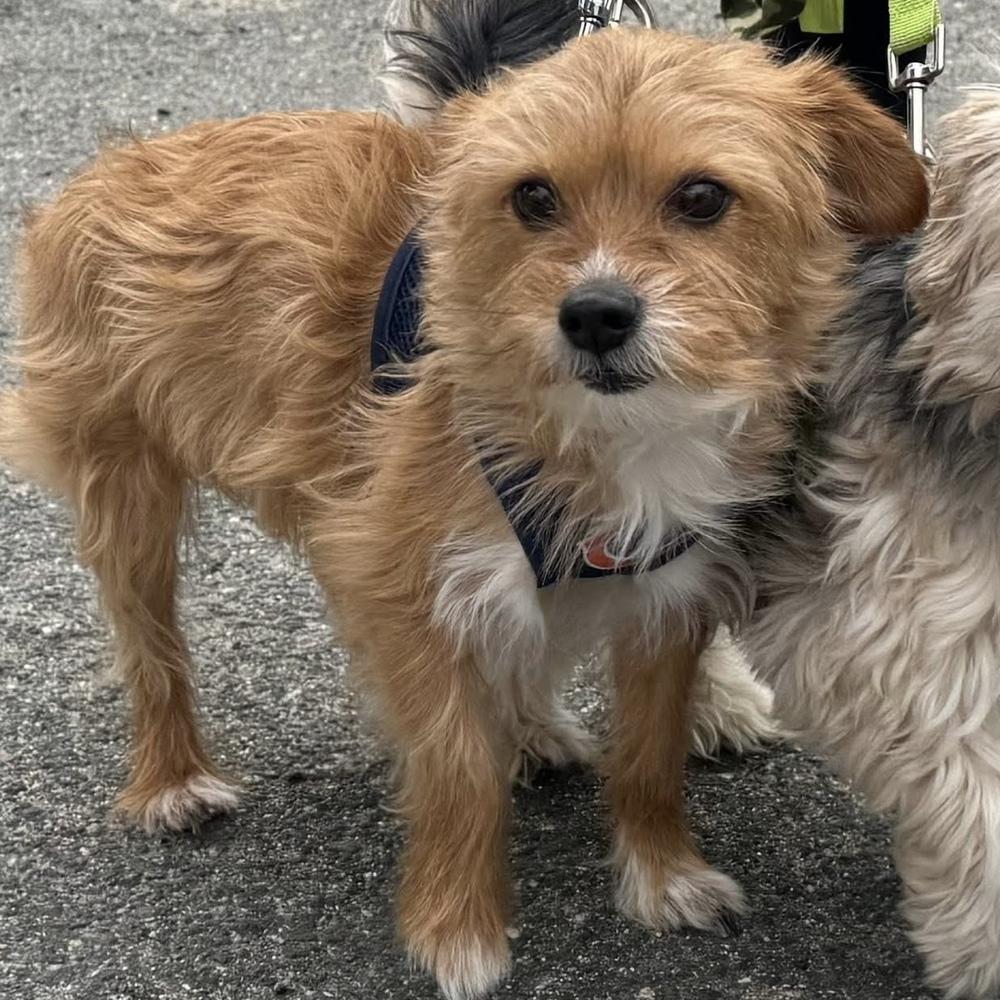 Enlarge Ferito, a Adoptable mixed breed in Groveland, MA image 3/3