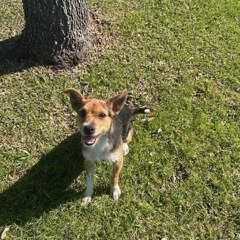 Enlarge Opie, a ADOPTABLE mixed breed in Friendswood, TX image 1/2