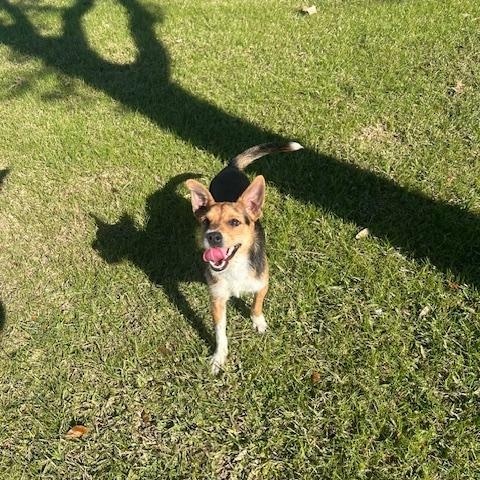 Enlarge Opie, a ADOPTABLE mixed breed in Friendswood, TX image 2/2