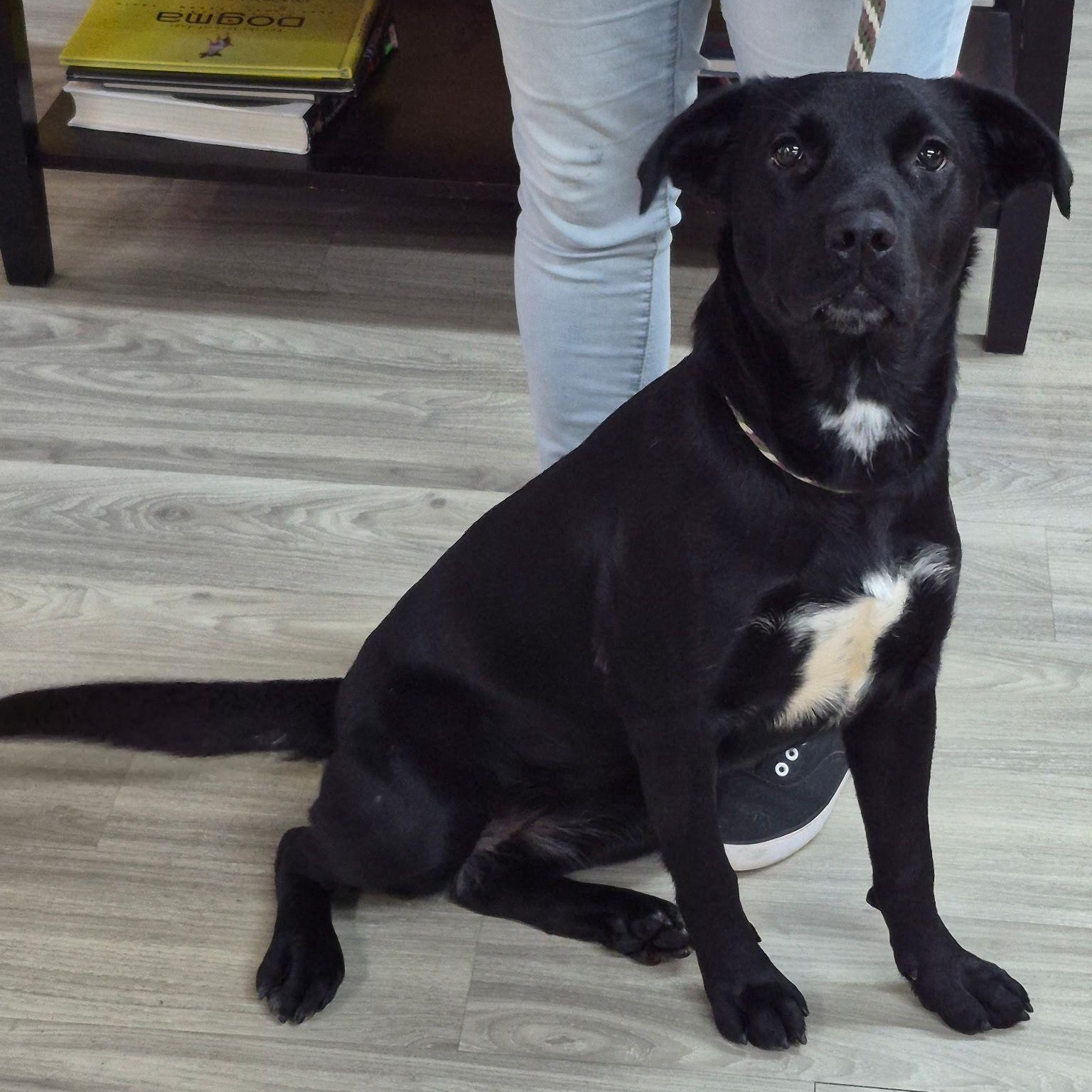 Isa, Adoptable, Puppy Female Labrador Retriever.