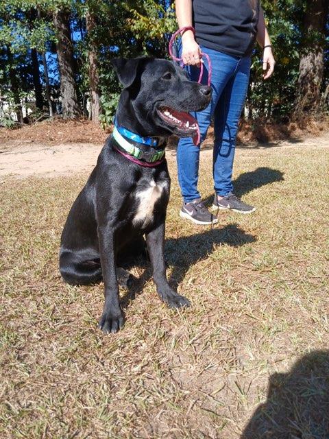 Enlarge Isa, a Adoptable mixed breed in Smyrna, GA image 3/4