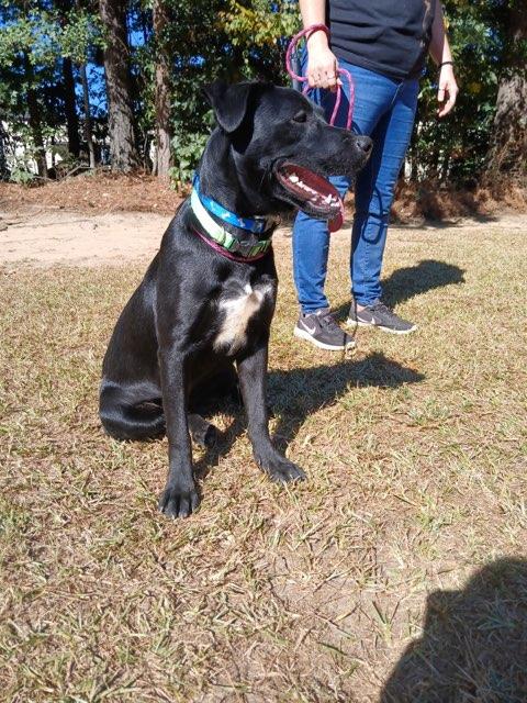 Enlarge Isa, a Adoptable Labrador Retriever in Smyrna, GA image 2/3