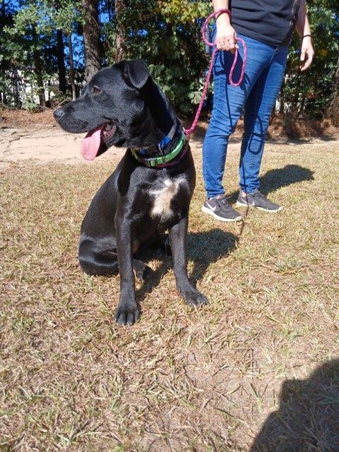 Enlarge Isa, a Adoptable Labrador Retriever in Smyrna, GA image 3/3