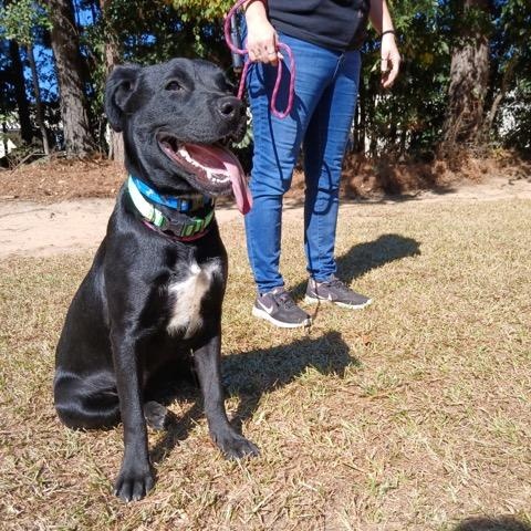 Enlarge Isa, a Adoptable Labrador Retriever in Smyrna, GA image 1/3