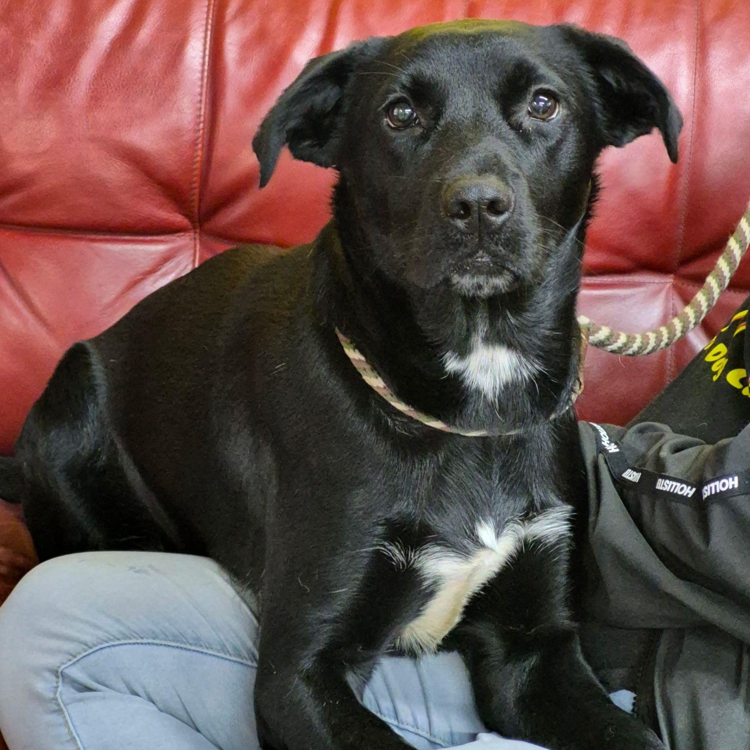 Isa, Adoptable, Young Female Labrador Retriever.