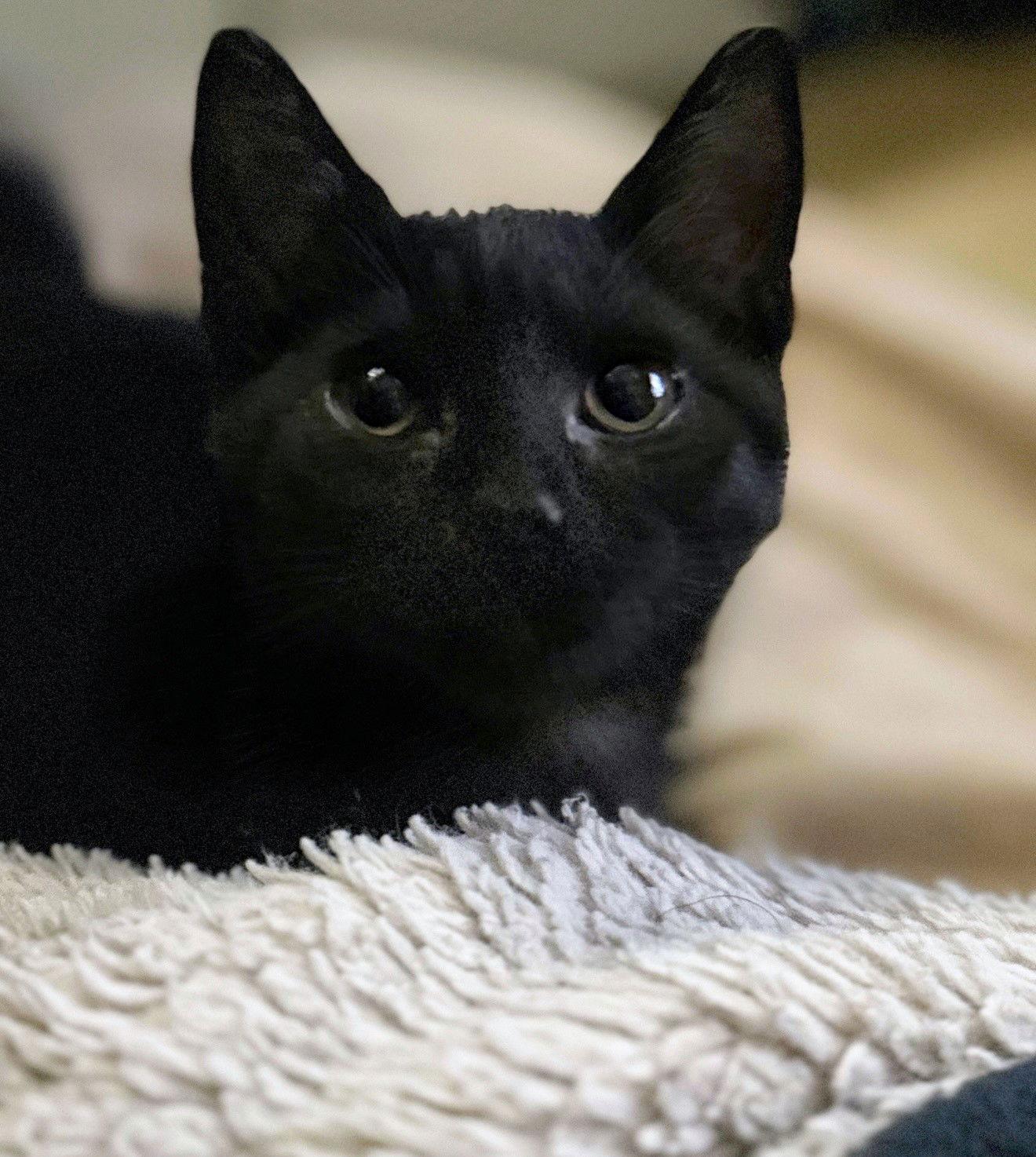*Annie, a Adoptable Domestic Short Hair in Forest, VA image 1/3