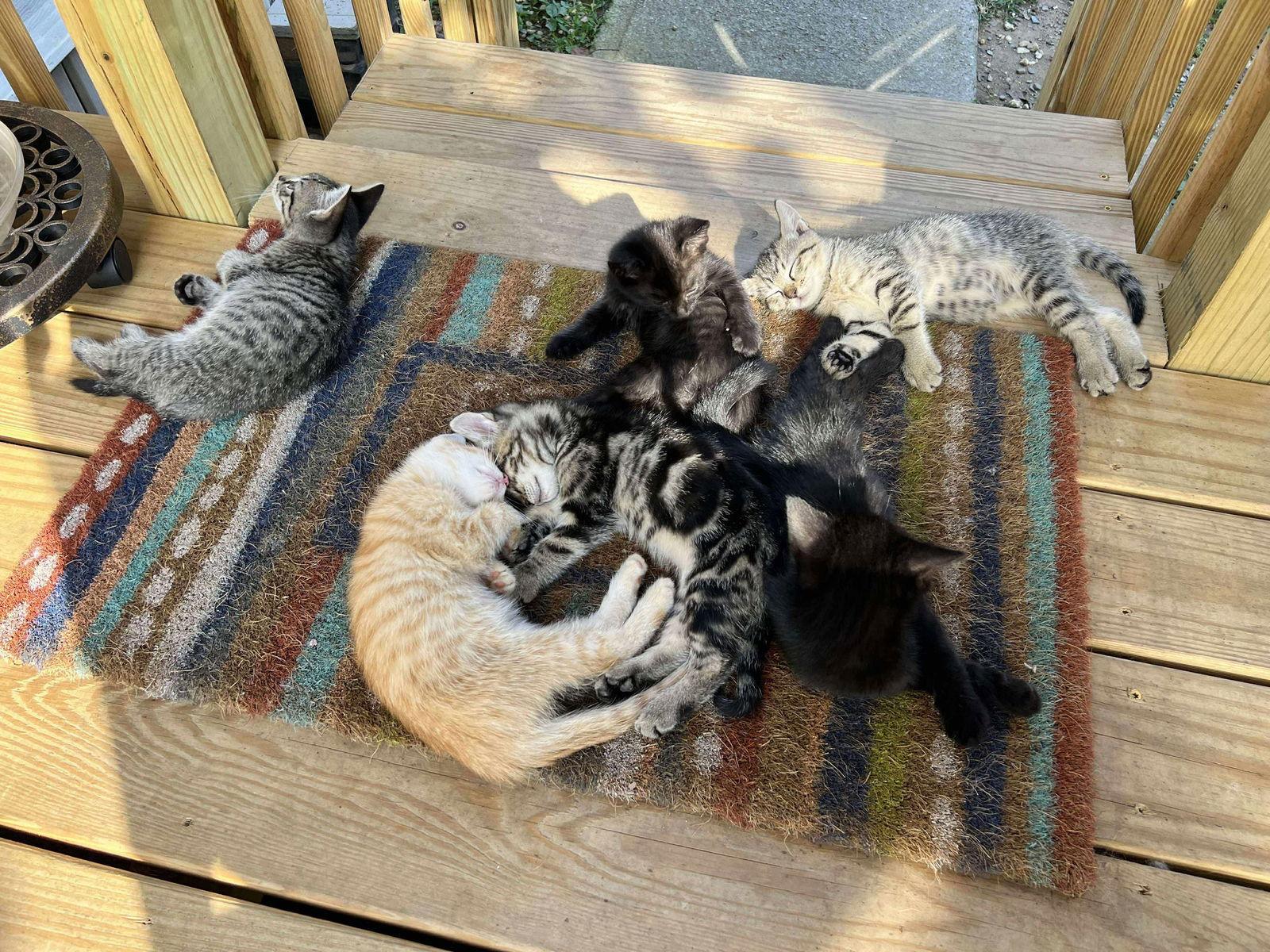 *Annie, a Adoptable Domestic Short Hair in Forest, VA image 2/3