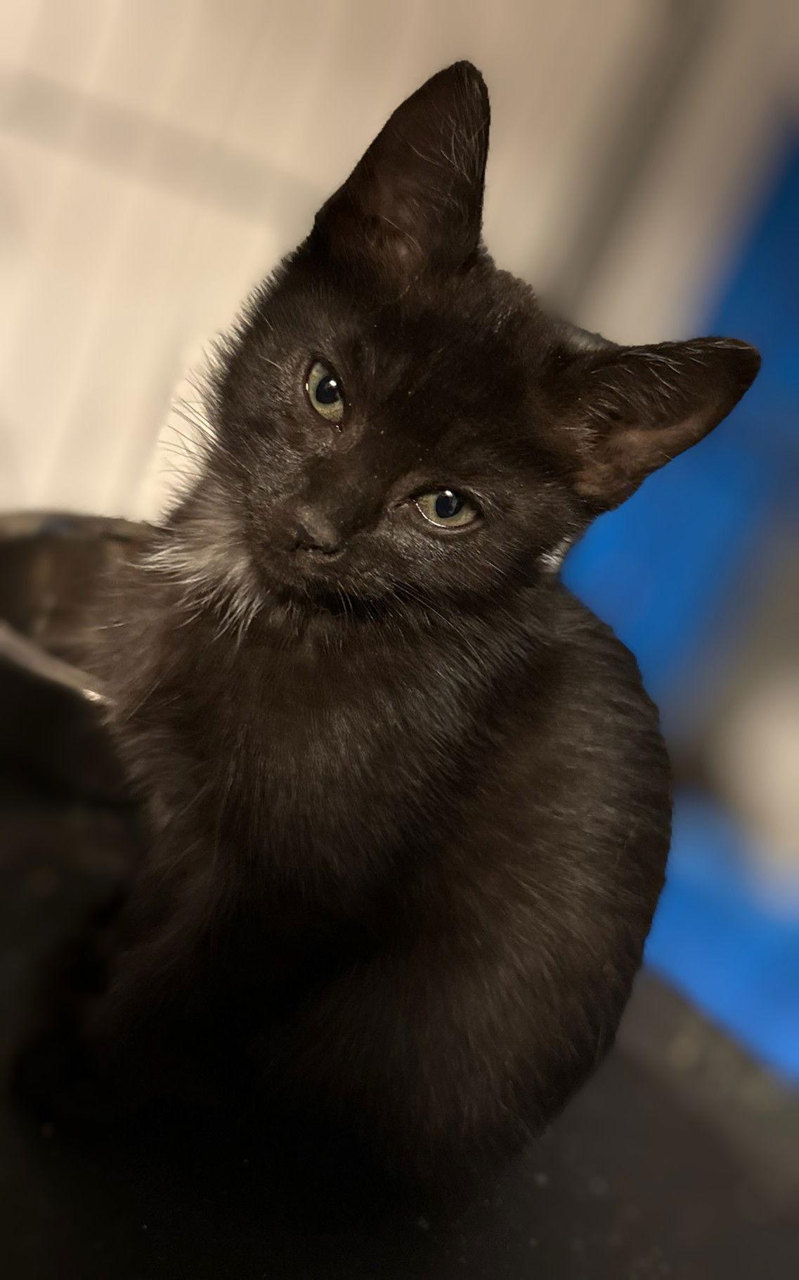 *Annie, a Adoptable Domestic Short Hair in Forest, VA image 3/3