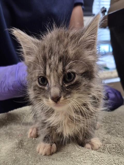 Enlarge RAFEYEL, a Adoptable Domestic Long Hair in Lodi, CA image 1/1
