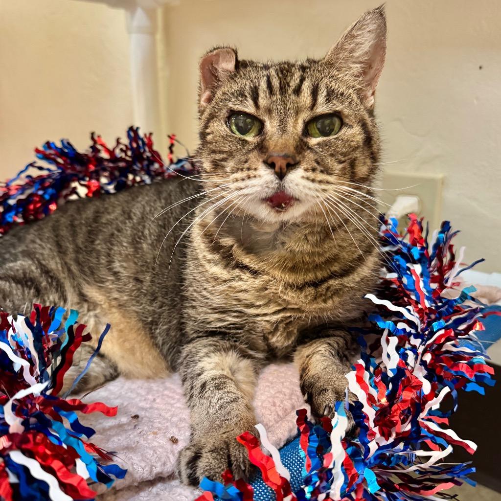 Hot Rod, Adoptable, Senior Female Domestic Short Hair.