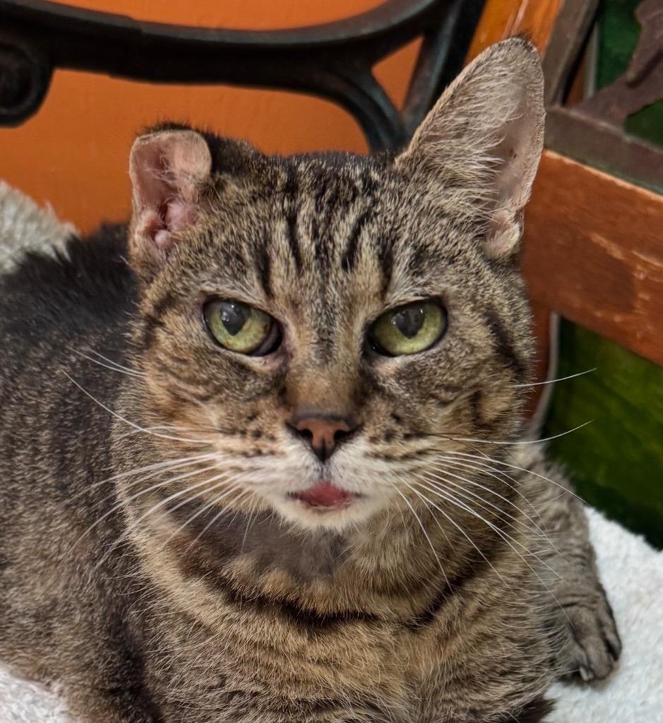 Enlarge Hot Rod, a Adoptable mixed breed in Cambria, CA image 3/6