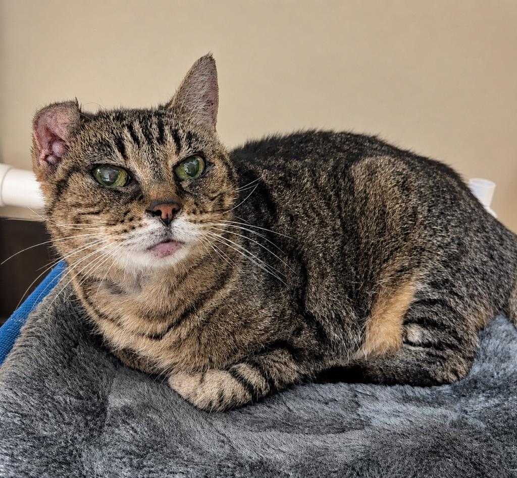Hot Rod, Adoptable, Senior Female Domestic Short Hair.