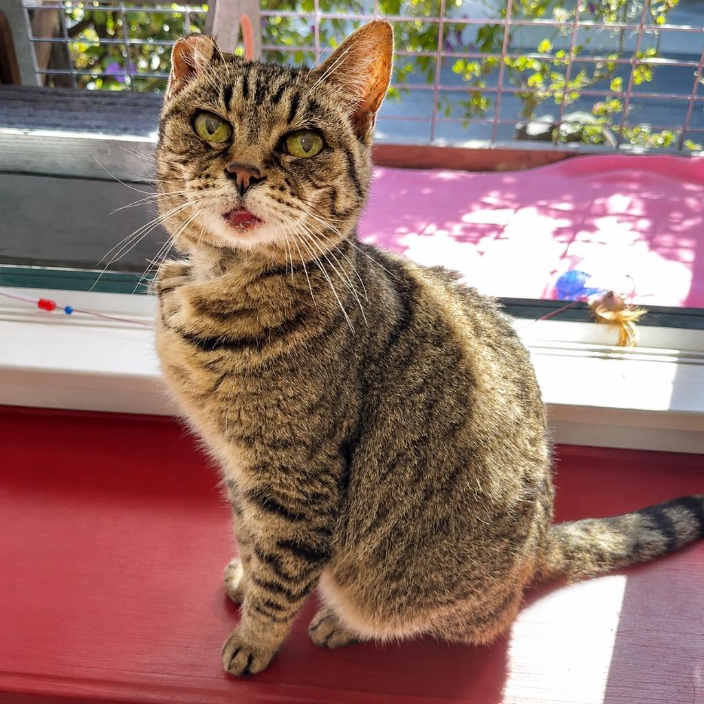 Enlarge Hot Rod, a Adoptable mixed breed in Cambria, CA image 5/6