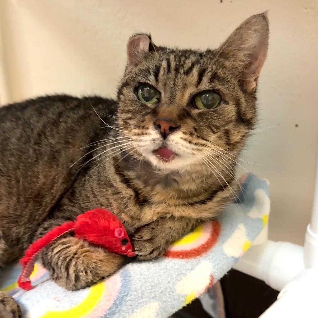 Enlarge Hot Rod, a Adoptable mixed breed in Cambria, CA image 6/6