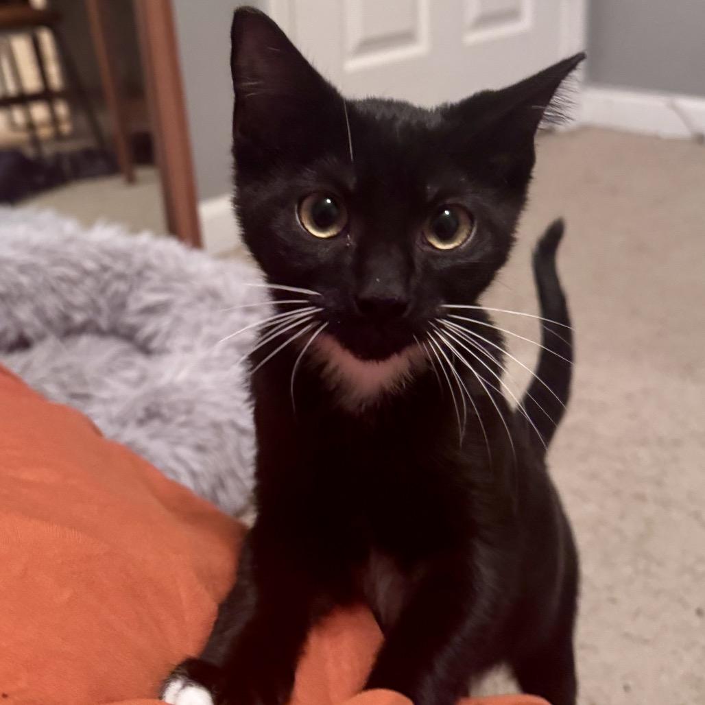 Boo, Adoptable, Young Male Domestic Short Hair.