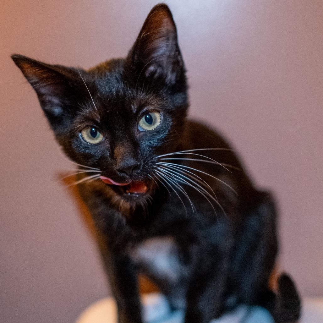 Enlarge Boo, a Adoptable Domestic Short Hair in Hillsborough, NC image 2/2