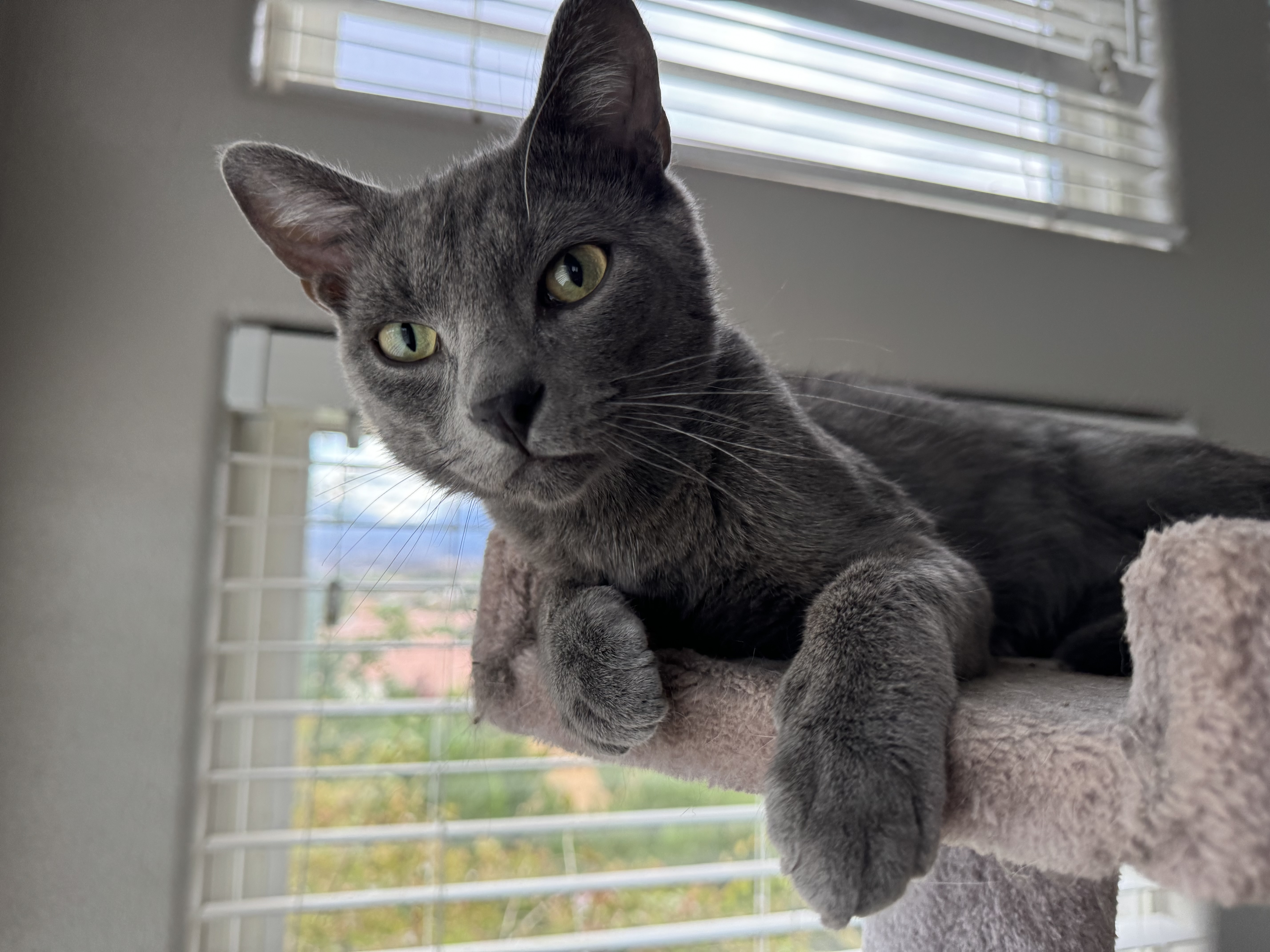 Stormy Blue, Adopted, Young Male Russian Blue.