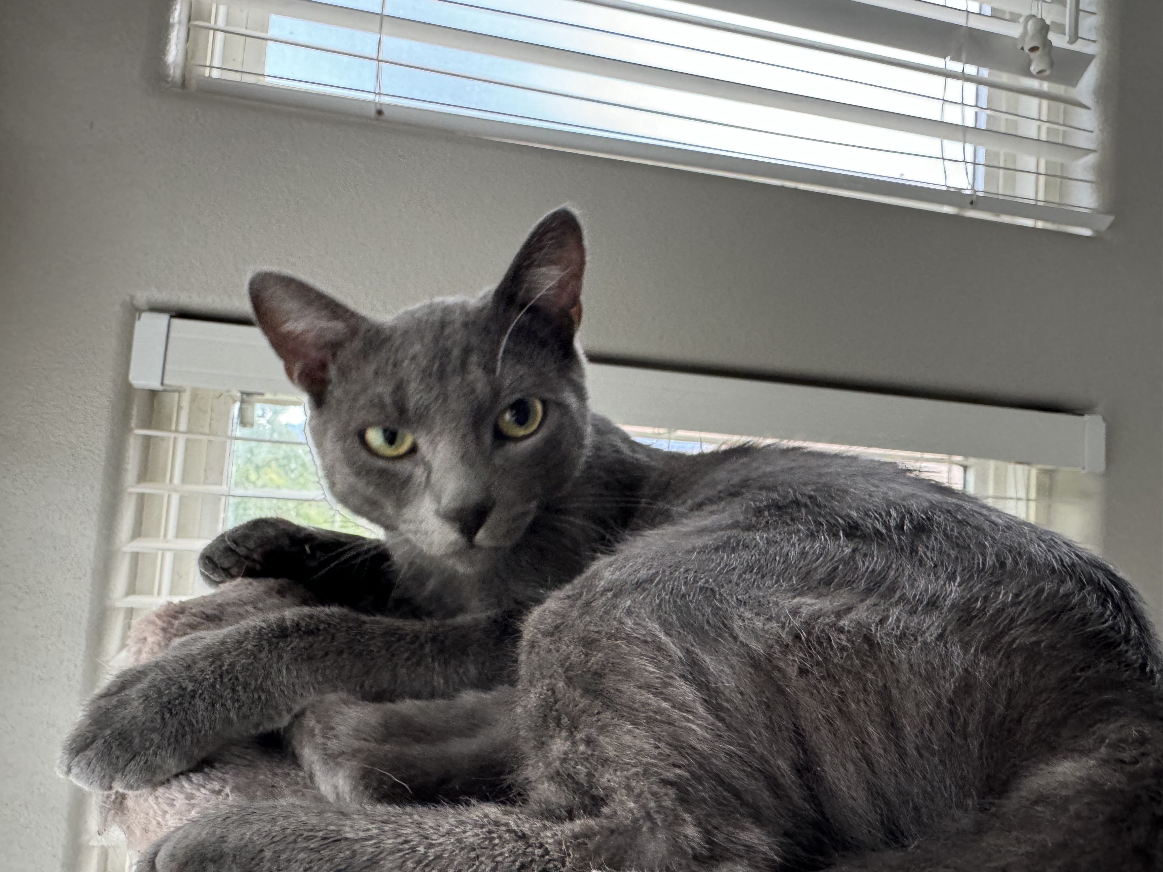 Stormy Blue, a Adopted Russian Blue in St. George, UT image 2/4
